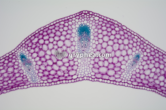 Feuille de Muguet CT x25 - gryphea.com